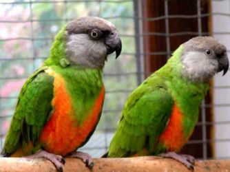 Druhy domácích papoušků 7