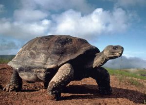 Еквадор - костенурката на Галапагос
