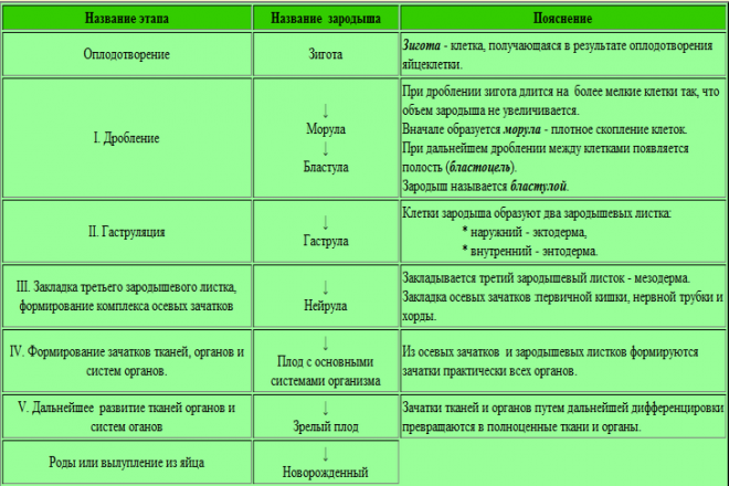 етапи на таблицата за ембрионално развитие