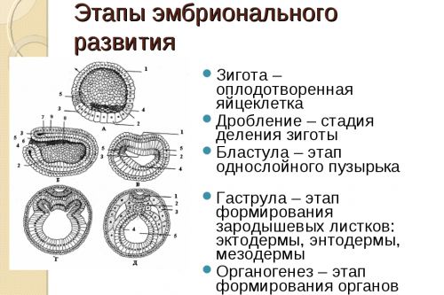 ембрионален период на развитие на таблицата