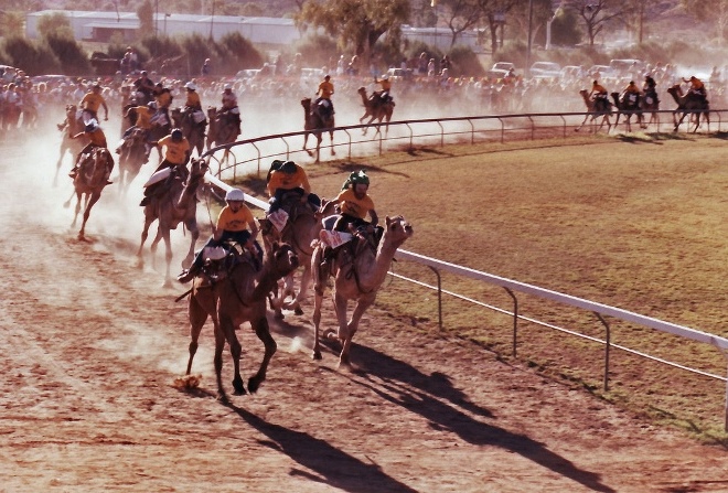 Camel Races v Ajmanu