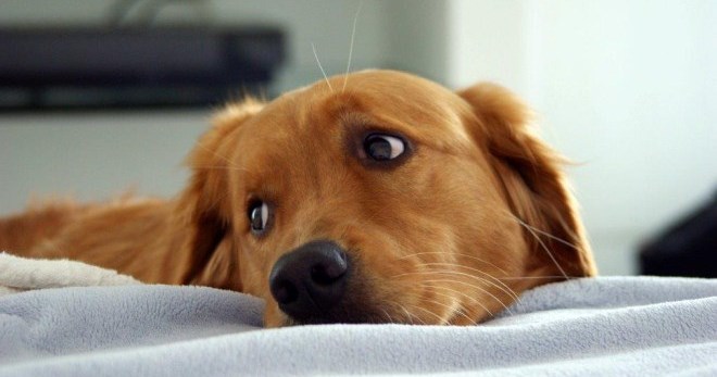 Epilepsie u psů - jak rozpoznat nebezpečné podmínky u mazlíčka?