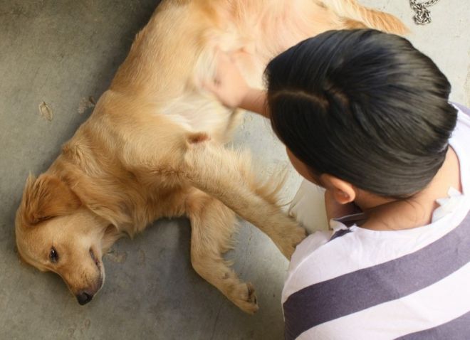 jak pomáhat psovi s epilepsií