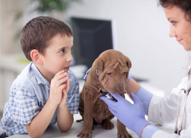 jak léčit epilepsii u psů