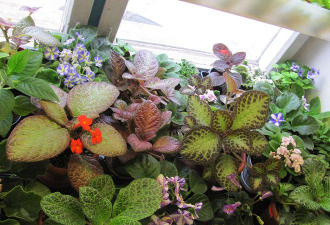 Episcia ازهر