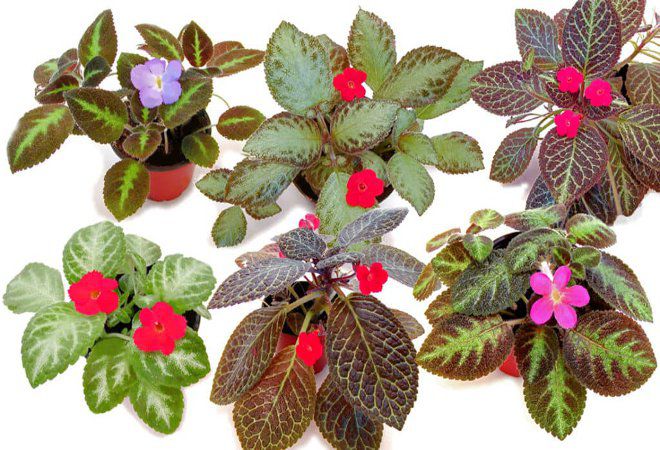 Episcia المنزل