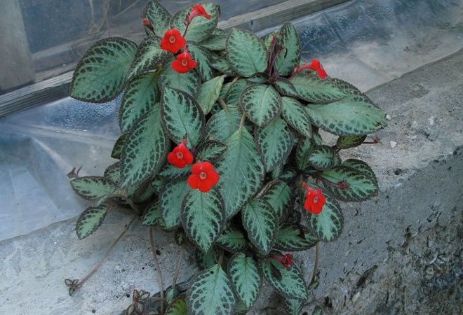 Episcia الزاحف