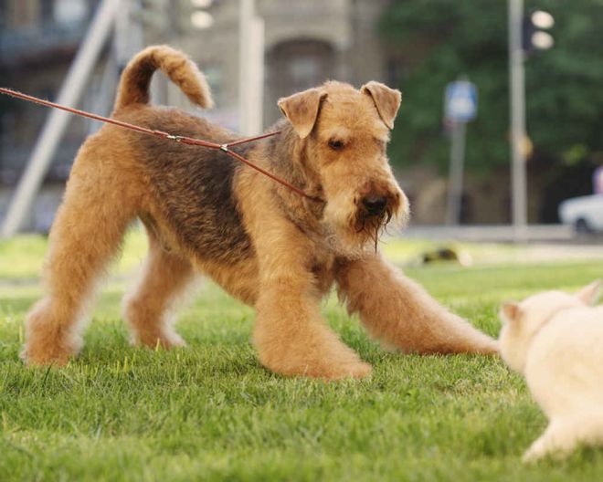 طابع جحر airedale