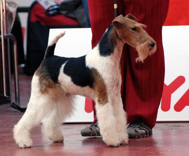 أبيض airedale