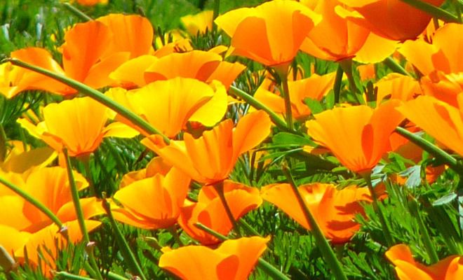 eschscholzia راقصة الباليه