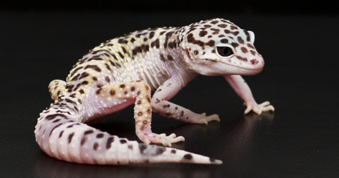 Euplefar - препоръки за грижа и поддръжка на gecko
