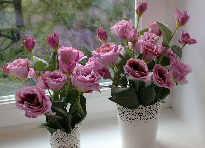 زهرة eustoma المعمرة