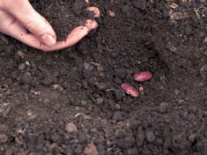 Hloubka fazolové plantáže