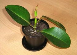 Ficus المطاط الاستنساخ