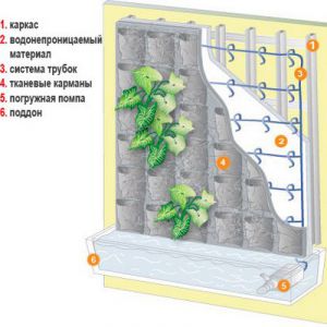 phytosten由他们自己的手一步一步