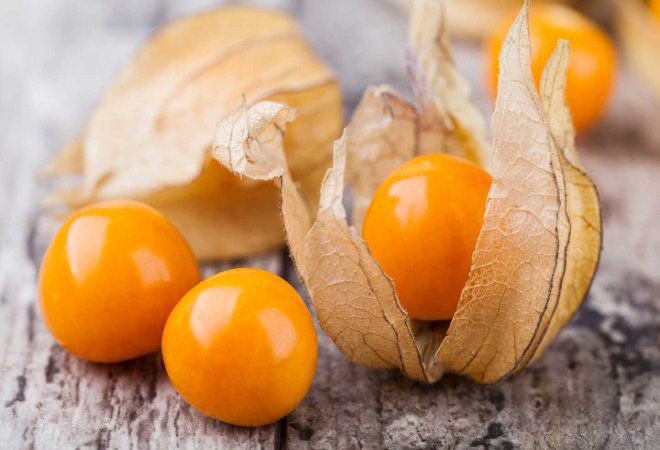 الوطن من physalis