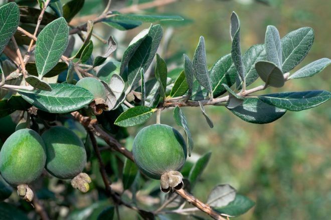 feijoa在锅里浇水