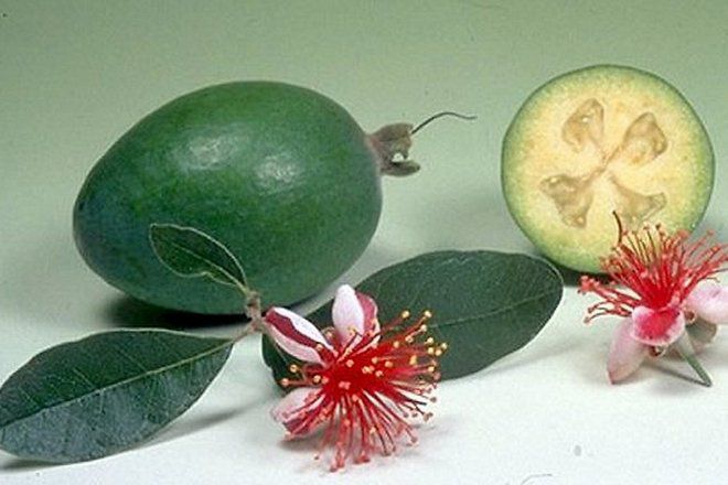 feijoa描述