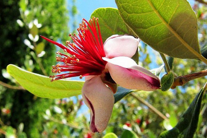 开花feijoa