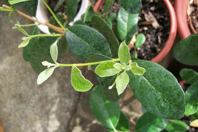 feijoa植物