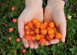 حيث تنمو cloudberry