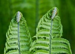 蕨类植物生长的地方