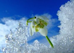 雪花莲在莫斯科生长