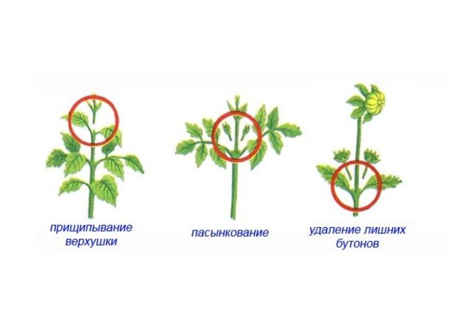 prishchipka年度大丽花