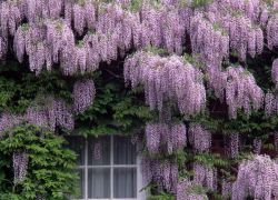 花紫藤种植和护理