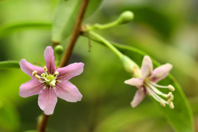 如何种植枸杞