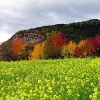 用芥菜施肥