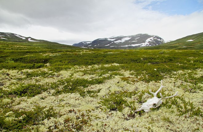 Dovrefjell