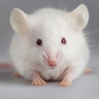 co dělá velké bílé potkanové sen