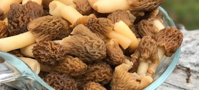 كيفية تحرير morels