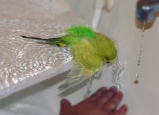 как да се къпете вълнообразния папагал