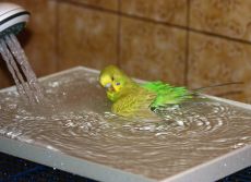 как правилно да се къпе папагал