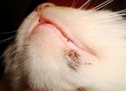 Jak léčit akné u kočky na bradě