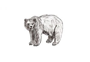 jak nakreslit medvěd 18