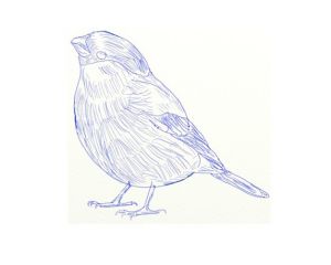 jak nakreslit ptáka 6