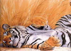 Jak nakreslit tygra