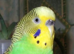 Jak zjistit věk vlnitého papouška