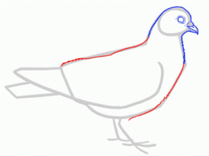 Jak malovat holub v tužce krok za krokem 23