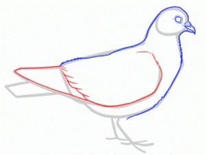 Jak malovat holub v tužce krok za krokem 24