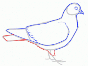Jak nakreslit holuba holuba v etapách 25