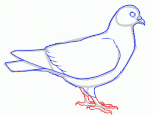 Jak malovat holub v tužce krok za krokem 26
