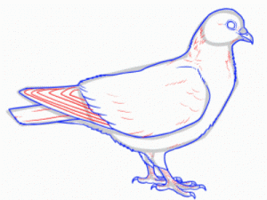 Jak malovat holub v tužce krok za krokem 27