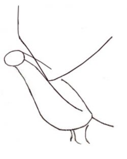 Jak malovat holub v tužce krok za krokem 2