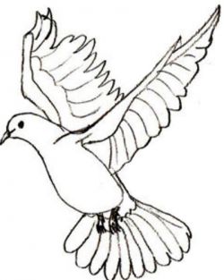 Jak nakreslit holub v tužce 5