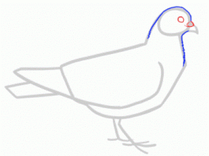 Jak malovat holub v tužce krok za krokem 21