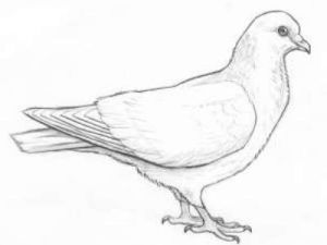 Jak malovat holub v tužce krok za krokem 28